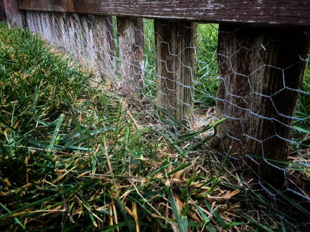 istock Chicken wire on an old cedar wood fence 1315064771
