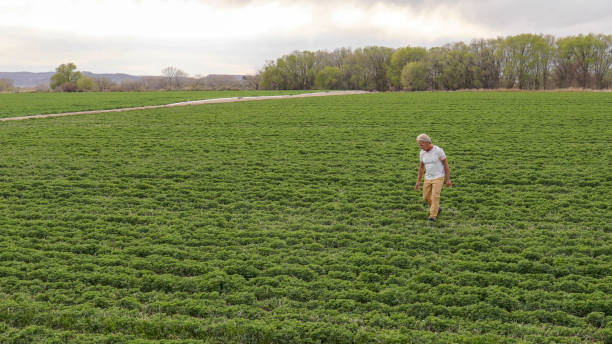 istock Man walks through agricultural field in the morning 1315065448