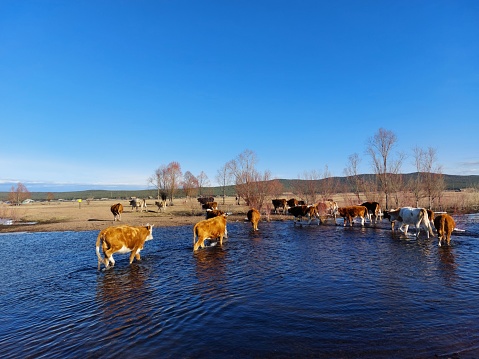 Herd of Cows Crossing Spring River. Blue Sky Reflecting in Water Surface