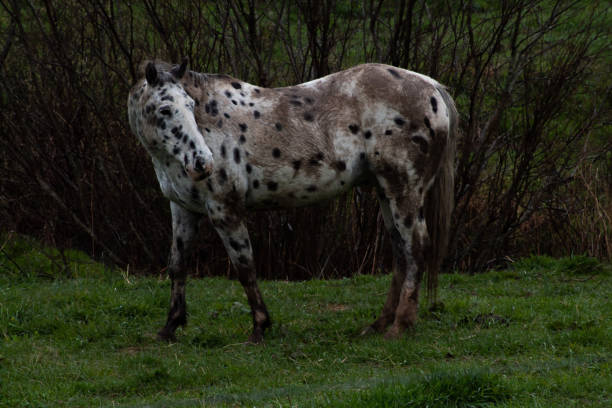 istock Multi colored and polka dotted horse 1315067055