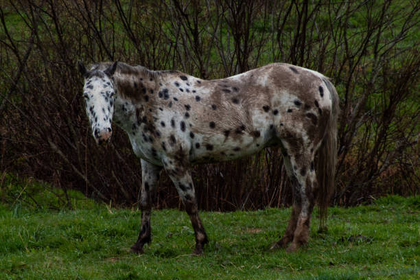 istock Multi colored and polka dotted horse 1315067062