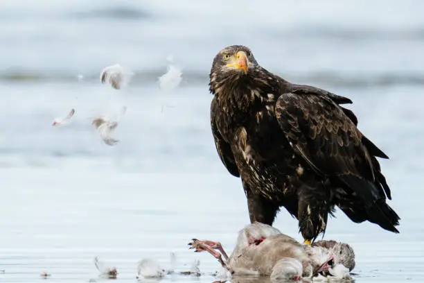 Photo of A bald eagle standing over a sea gull on the beach