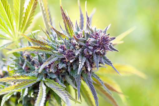 Close up of flowering cola of Berry Diesel cannabis strain in Blue Lake, CA, United States
