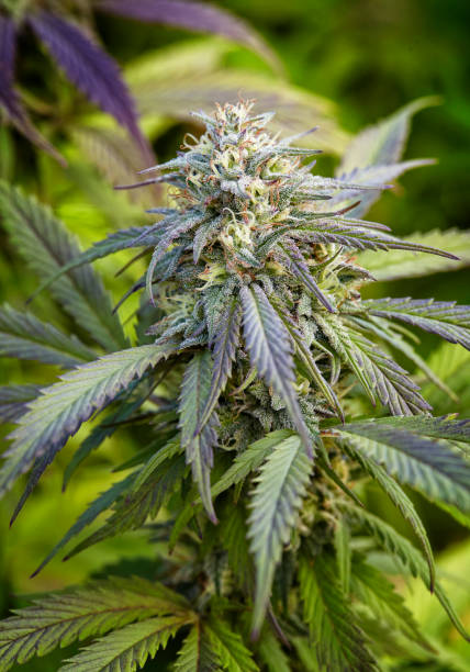 istock flowering cola of Sugar Mama cannabis strain 1315068200