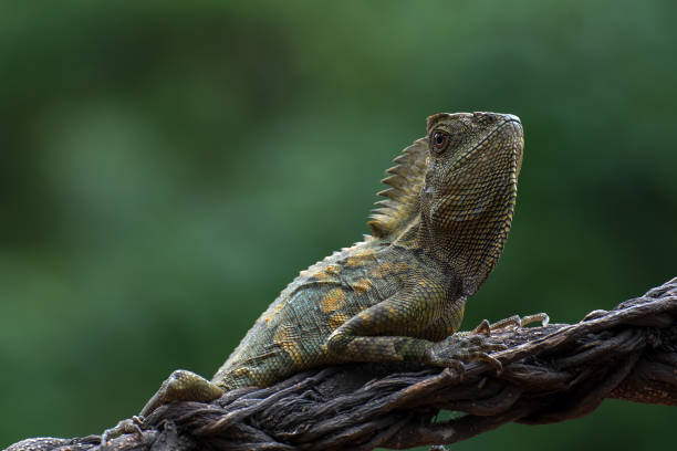 istock Female forest dragon ( Gonocephalus chamaeleontinus ) in defensive mod 1315068731