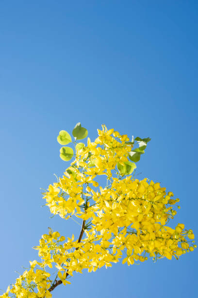 A branch of bright yellow laburnum in springtime A branch of bright yellow laburnum in springtime in Playa del Carmen, Q.R., Mexico bright yellow laburnum flowers in garden golden chain tree image stock pictures, royalty-free photos & images