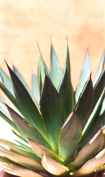 istock Sunlit Blue Agave (American Aloe) Plant; Tan Background 1315070055