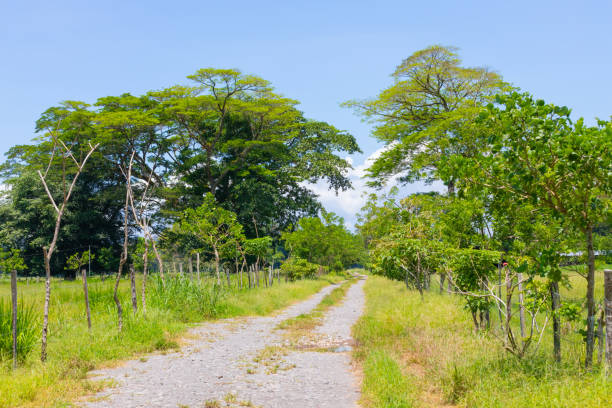istock Costa Rica, flat path towards the forest 1315071106