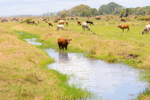 istock Panama Alanje, cow in the pond 1315071505