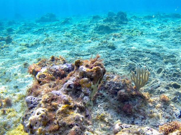 istock Caribbean Coral Reef Paradise 1315072412