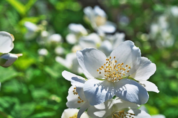 istock Philadelphus satsumi 1315076715