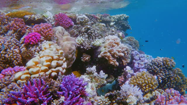 Sea life on beautiful coral reef with lot of small tropical Fish on Red Sea - Marsa Alam - Egypt