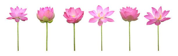 set di fiore di loto rosa in piena fioritura isolato su sfondo bianco per l'uso del design - lotus water lily white flower foto e immagini stock