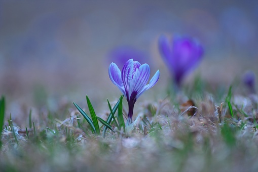 Beautiful crocuses that shine