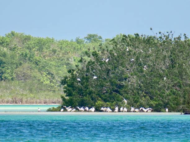 istock The Island of Birds 1315091587