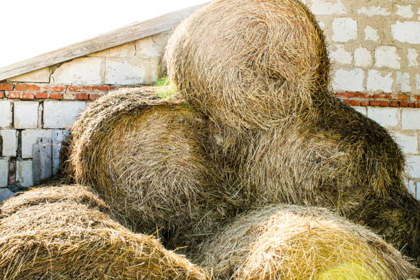 istock The straw is rolled up. Hay for pets. Rolls of hay. 1315091930