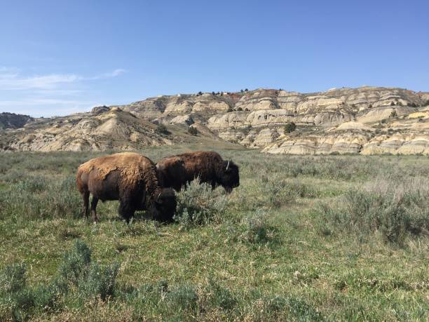istock Grazing Bison in Theodore Roosevelt National Park 1315097689