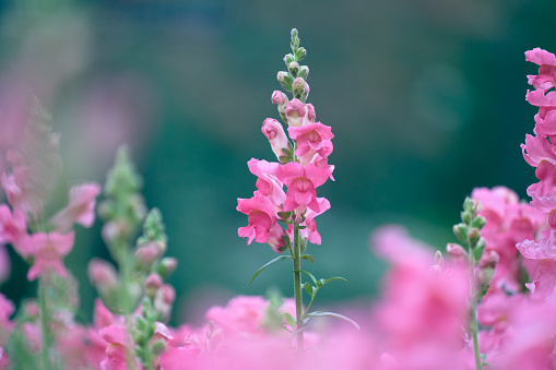 pink flowers blooming in spring