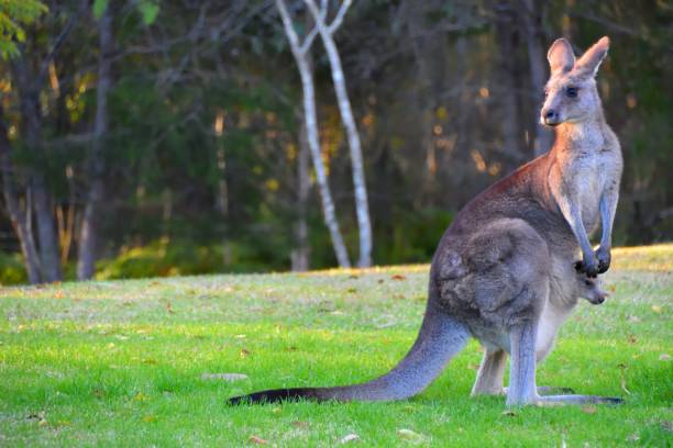 istock Mother kangaroo with baby Joey 1315100078