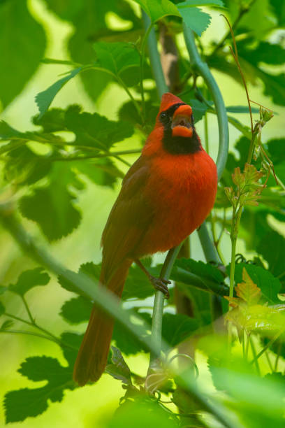 istock Northern Cardinal Perched on a Green Branch 1315101566