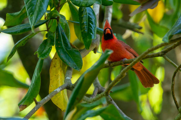 istock Northern Cardinal Perched on a Green Branch 1315101581