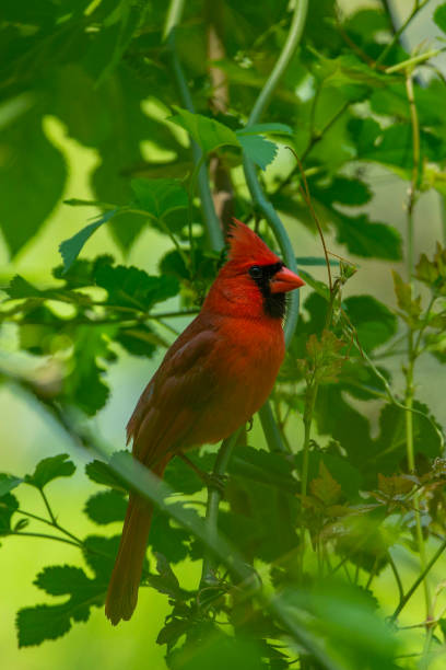 istock Northern Cardinal Perched on a Green Branch 1315101621