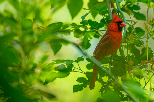 Northern cardinal perched a lush green tree in Wilmington, North Carolina