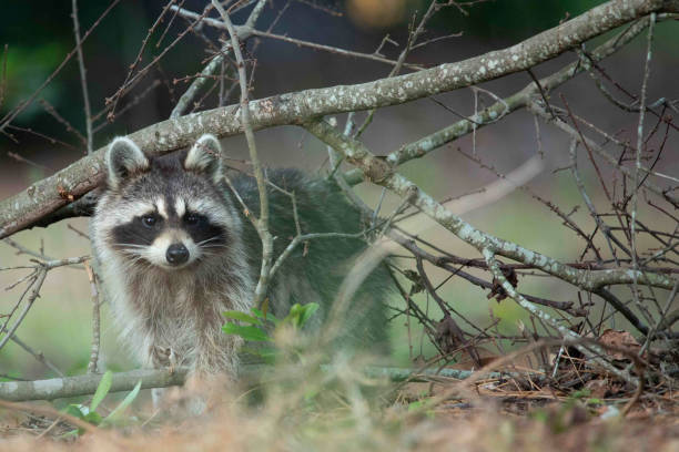 istock Raccoon Eating Trash in a Park 1315101719