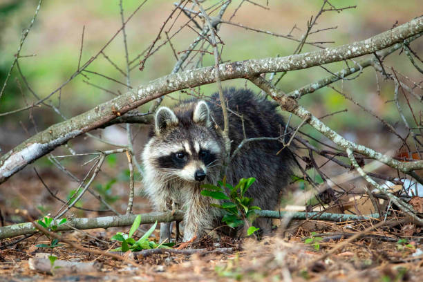 istock Raccoon Eating Trash in a Park 1315101767