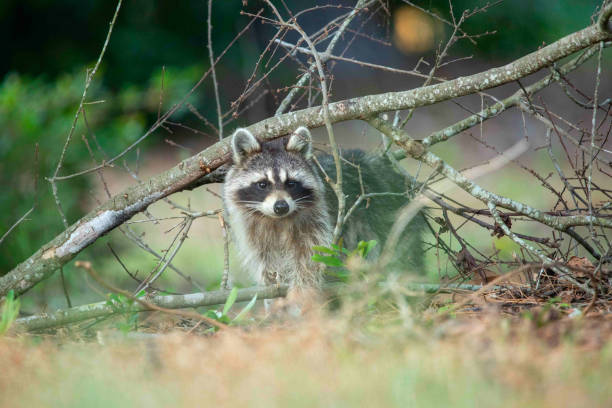 istock Raccoon Eating Trash in a Park 1315101776