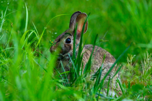 istock Eastern Cottontail Rabbit in a Grassy Field 1315101866