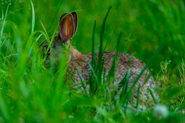 istock Eastern Cottontail Rabbit in a Grassy Field 1315101879