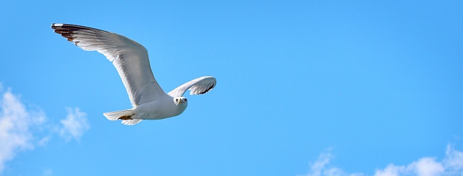 Seagull flying over Bosphorus River