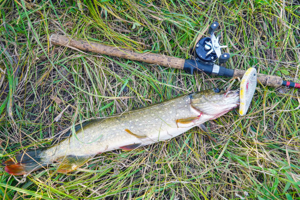 Pike and spinning with baitcasting reel on grass. Esox Lucius