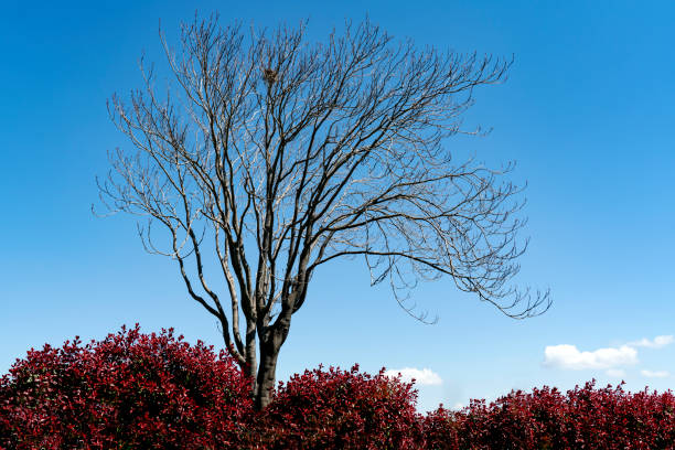 Unripe tree behind red leaves towards the blue clear sky.