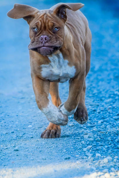 Dogue de Bordeaux (French Mastiff) puppy