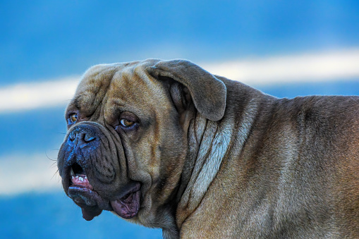 Bullmastiff dog in front of a black background in the studio.