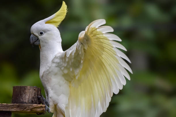 istock Sulphur Crested Cockatoo 1315109137