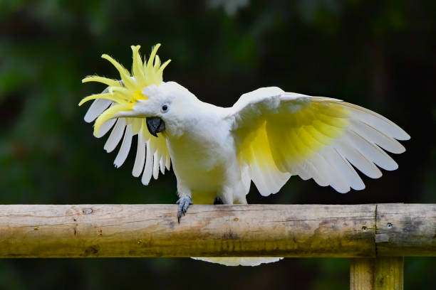 istock Sulphur Crested Cockatoo 1315109188