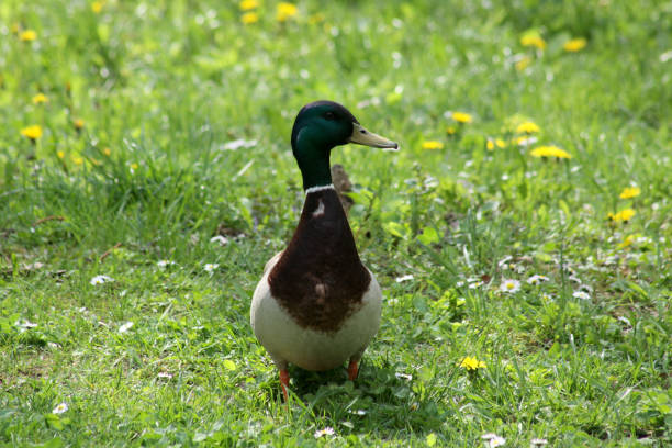 istock Male duck frontal view on green grass 1315113144
