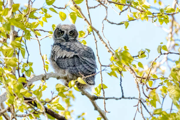 istock Newborn Great-horned Owl, Delta, BC, Canada 1315114042