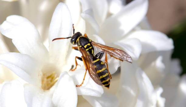 istock Wasp on a white flower close up. 1315116085