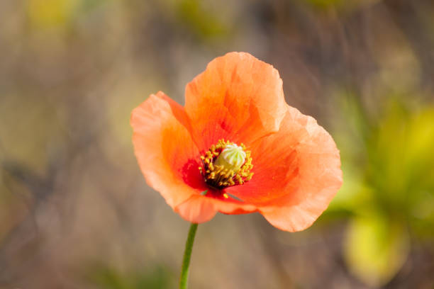 istock Long-headed poppy Close Up Macro 1315116125