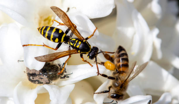 istock Large wild wasp on a single flower with a bee and tropinota hirta 1315116131