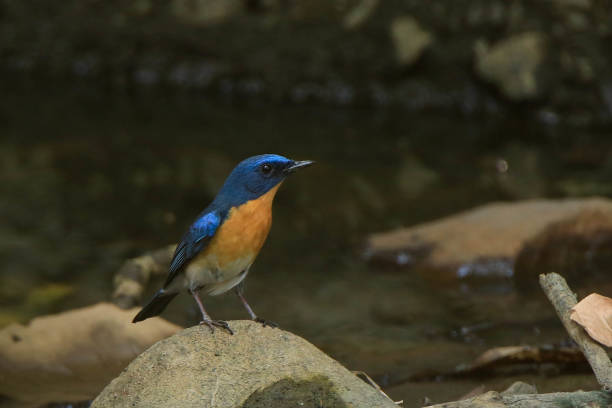Tickell's blue flycatcher is a bird with orange breast and it is perching on a rock with blur water background Tickell's blue flycatcher is a bird with orange breast and it is perching on a rock with blur water background eutrichomyias rowleyi stock pictures, royalty-free photos & images