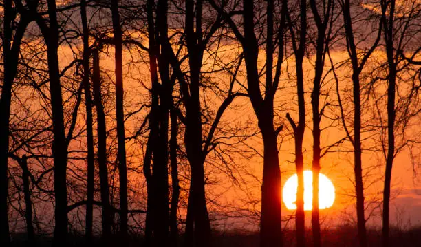 Red sunset behind the trees. Blurred background. Sunny spring landscape