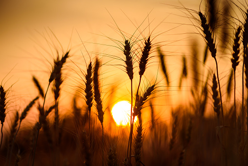 Close up of green wheat field at sunset.