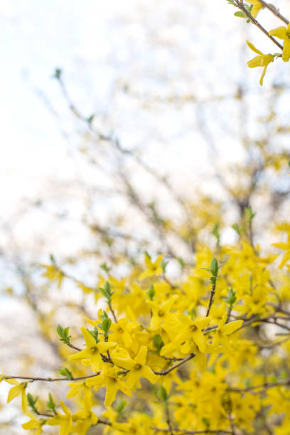 istock Blooming spring yellow shrub flowers Forsythia intermedia. 1315117506