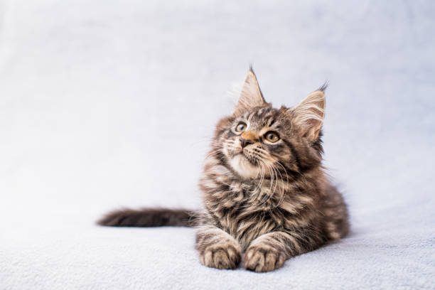 istock Maine Coon tabby kitten lies on light fluffy blanket 1315118449