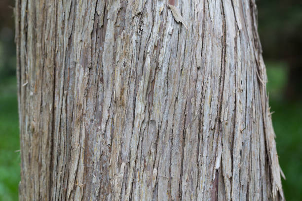 istock Bark of a Callitropsis nootkatensis 'Pendula' 1315120464